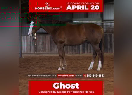 American Quarter Horse, Castrone, 10 Anni, 157 cm, Sauro ciliegia