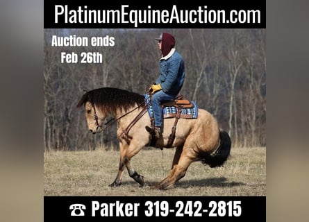American Quarter Horse, Castrone, 10 Anni, 160 cm, Baio chiaro