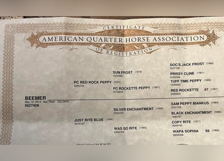 American Quarter Horse, Castrone, 10 Anni, 163 cm, Baio roano