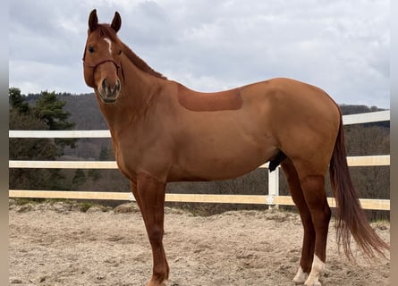 American Quarter Horse, Castrone, 10 Anni, 163 cm, Sauro