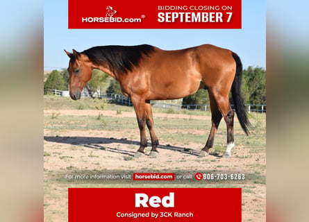 American Quarter Horse, Castrone, 10 Anni, Baio ciliegia