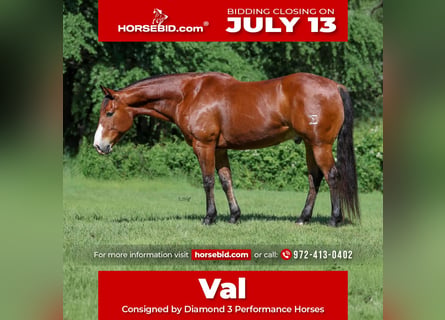 American Quarter Horse, Castrone, 10 Anni, Baio ciliegia