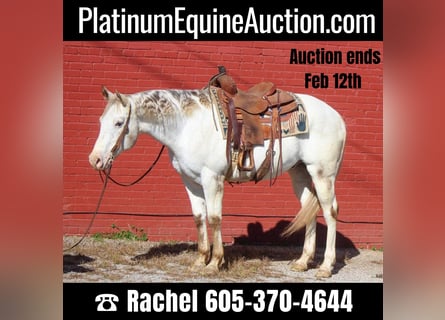 American Quarter Horse, Castrone, 10 Anni, Bianco