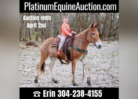 American Quarter Horse, Castrone, 10 Anni, Falbo