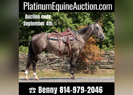American Quarter Horse, Castrone, 10 Anni, Grigio pezzato