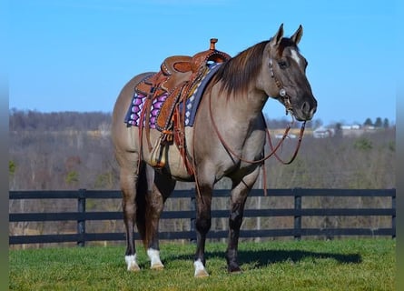 American Quarter Horse, Castrone, 10 Anni, Grullo