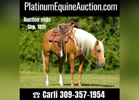 American Quarter Horse, Castrone, 10 Anni, Palomino