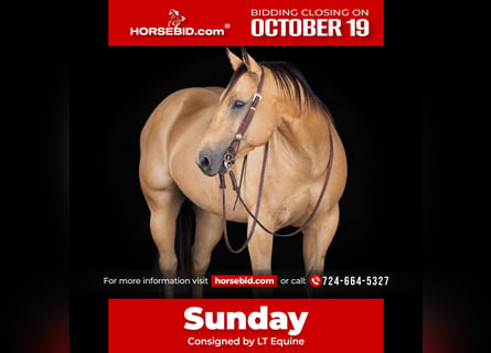 American Quarter Horse, Castrone, 10 Anni, Pelle di daino