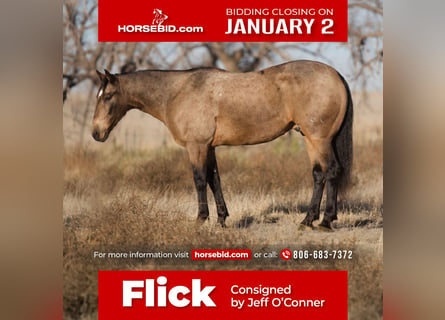 American Quarter Horse, Castrone, 10 Anni, Pelle di daino