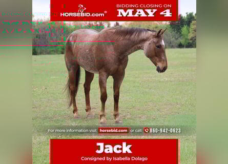 American Quarter Horse, Castrone, 10 Anni, Roano rosso