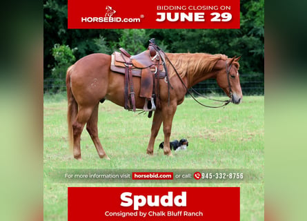 American Quarter Horse, Castrone, 10 Anni, Sauro ciliegia