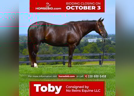 American Quarter Horse, Castrone, 10 Anni, Sauro scuro