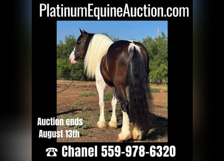 American Quarter Horse, Castrone, 10 Anni, Tobiano-tutti i colori