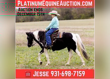 American Quarter Horse, Castrone, 11 Anni, 127 cm, Tobiano-tutti i colori