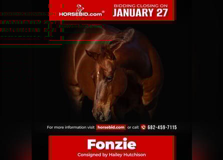 American Quarter Horse, Castrone, 11 Anni, 142 cm, Sauro ciliegia