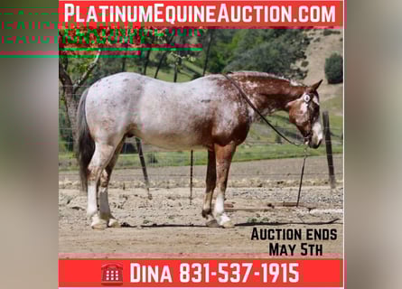 American Quarter Horse, Castrone, 11 Anni, 145 cm, Baio roano