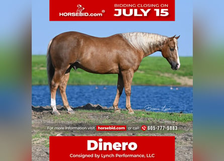 American Quarter Horse, Castrone, 11 Anni, 145 cm, Palomino