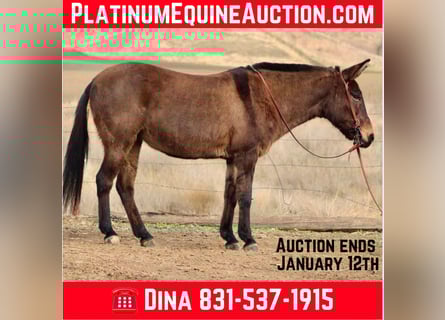American Quarter Horse, Castrone, 11 Anni, 147 cm, Grullo