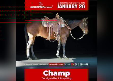 American Quarter Horse, Castrone, 11 Anni, 150 cm, Baio ciliegia