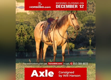 American Quarter Horse, Castrone, 11 Anni, 150 cm, Pelle di daino
