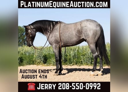 American Quarter Horse, Castrone, 11 Anni, 150 cm, Roano blu