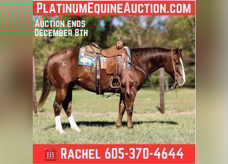 American Quarter Horse, Castrone, 11 Anni, 150 cm, Sauro scuro