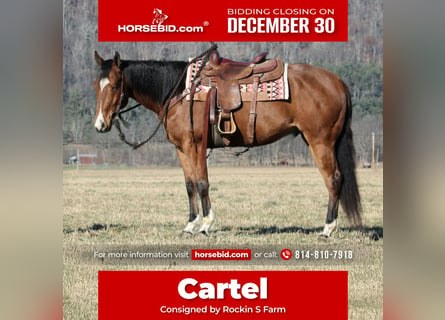 American Quarter Horse, Castrone, 11 Anni, 152 cm, Baio ciliegia