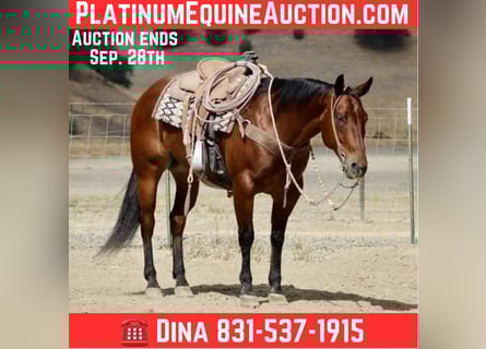 American Quarter Horse, Castrone, 11 Anni, 152 cm, Baio ciliegia