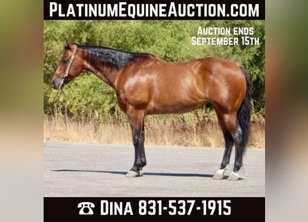 American Quarter Horse, Castrone, 11 Anni, 152 cm, Baio roano