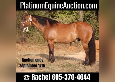 American Quarter Horse, Castrone, 11 Anni, 152 cm, Falbo