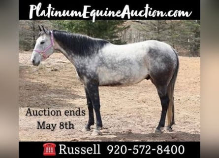 American Quarter Horse, Castrone, 11 Anni, 152 cm, Grigio