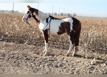 American Quarter Horse, Castrone, 11 Anni, 152 cm, Overo-tutti i colori