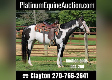 American Quarter Horse, Castrone, 11 Anni, 152 cm, Overo-tutti i colori