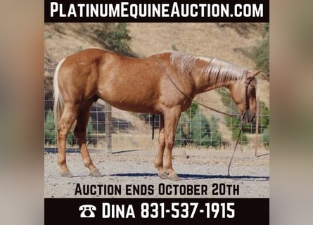 American Quarter Horse, Castrone, 11 Anni, 152 cm, Palomino