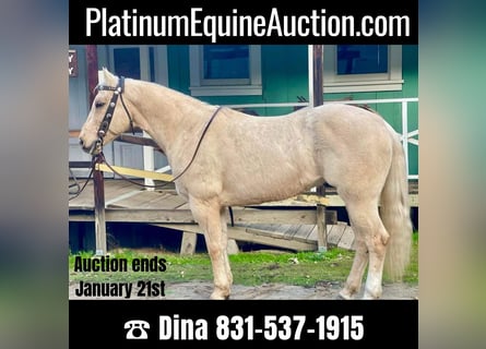 American Quarter Horse, Castrone, 11 Anni, 152 cm, Palomino