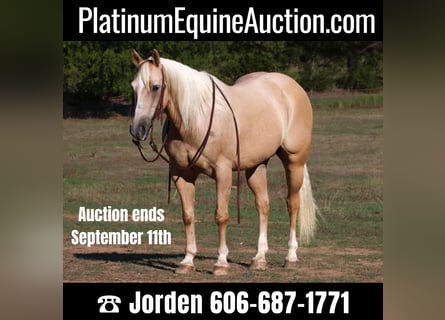 American Quarter Horse, Castrone, 11 Anni, 152 cm, Palomino