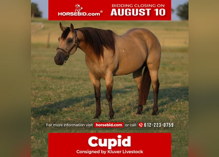 American Quarter Horse, Castrone, 11 Anni, 152 cm, Pelle di daino