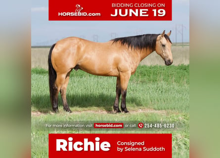 American Quarter Horse, Castrone, 11 Anni, 152 cm, Pelle di daino