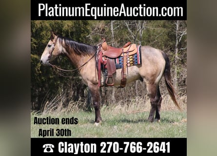 American Quarter Horse, Castrone, 11 Anni, 152 cm, Pelle di daino