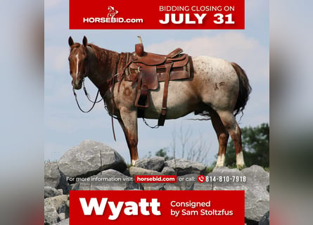 American Quarter Horse, Castrone, 11 Anni, 152 cm