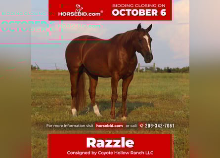 American Quarter Horse, Castrone, 11 Anni, 152 cm, Sauro ciliegia