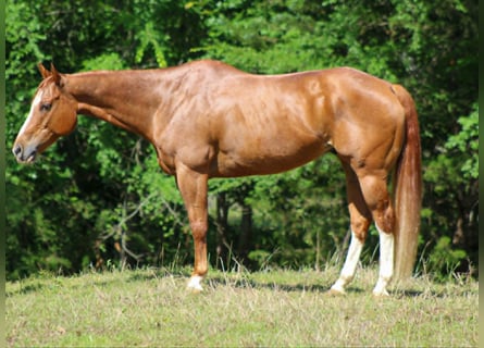 American Quarter Horse, Castrone, 11 Anni, 152 cm, Sauro ciliegia
