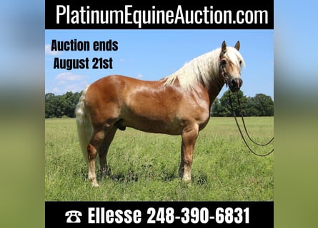 American Quarter Horse, Castrone, 11 Anni, 152 cm, Sauro ciliegia