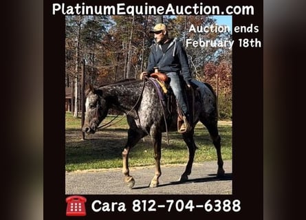 American Quarter Horse, Castrone, 11 Anni, 152 cm, Sauro scuro