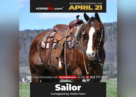 American Quarter Horse, Castrone, 11 Anni, 152 cm, Sauro scuro