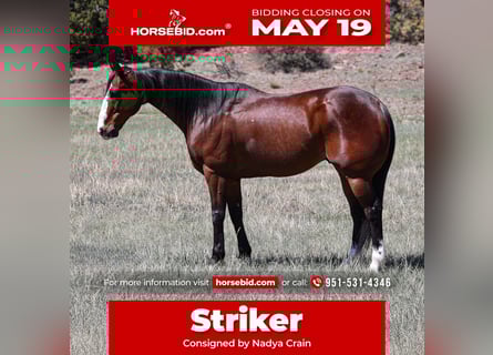 American Quarter Horse, Castrone, 11 Anni, 155 cm, Baio ciliegia