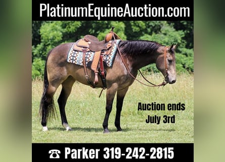 American Quarter Horse, Castrone, 11 Anni, 155 cm, Pelle di daino