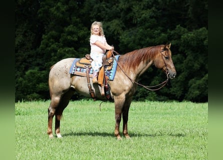 American Quarter Horse, Castrone, 11 Anni, 155 cm, Roano rosso