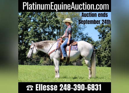 American Quarter Horse, Castrone, 11 Anni, 157 cm, Grigio pezzato