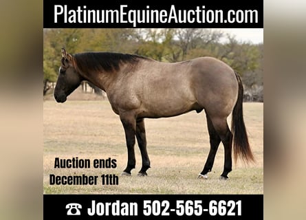 American Quarter Horse, Castrone, 11 Anni, 157 cm, Grullo